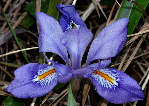 {Iris verna var. smalliana}